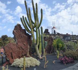 Im Kaktusgarten