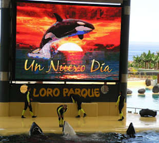 Beginn der Orca Show