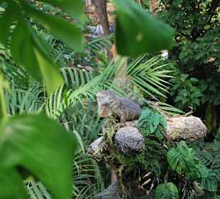 Reptilien im Gondwanaland