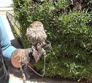 Malta Falconry Centre