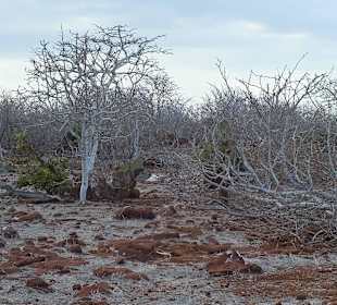 Остров Северный Сеймур