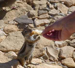 Raubtierfütterung an der Promenade