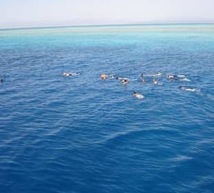 Schnorchelgang mit Delfinen