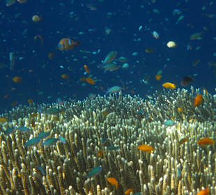 Unterwasserwelt Balis