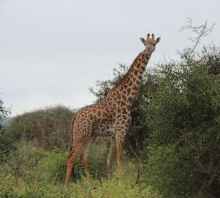 Shimba Hills National Reserve