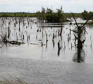 Abgestorbene Bäume in der Wiedervernässungszone