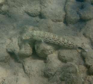 Schnorcheln Makadi Bay