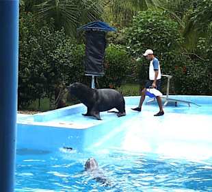 Eine Show in Manati Park