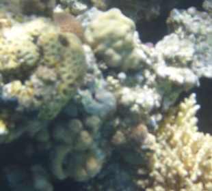 Das ist auch das Hausriff. Einfach toll.