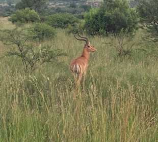 Pilanesberg Nationalpark