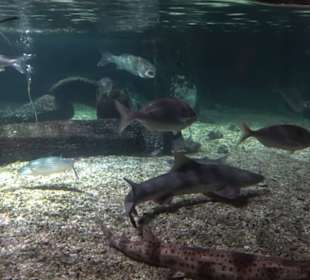 Sea Life