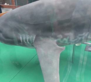 Meeresmuseum Stralsund