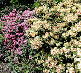 Spaziergang durch den Rhododendronpark Westerstede