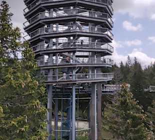 Pot med krošnjami Pohorje