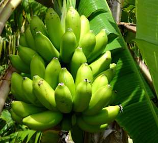 Rundgang durch die Idylle von Mimi´s Eco Farm