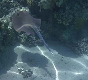 Schnorcheln Soma Bay