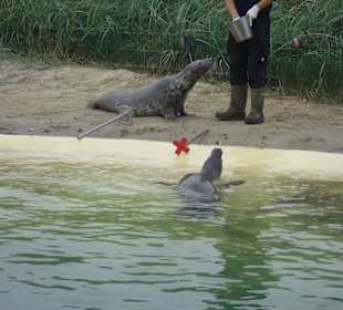 Vorführung - Fütterung