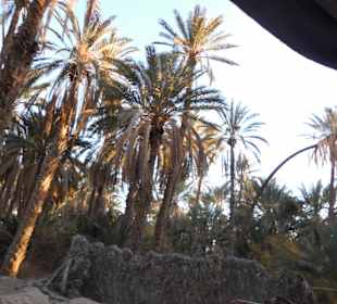 Palmenoase / Datteln in Tunesien
