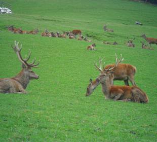 Ein Wahnsinn diese vielen Tiere