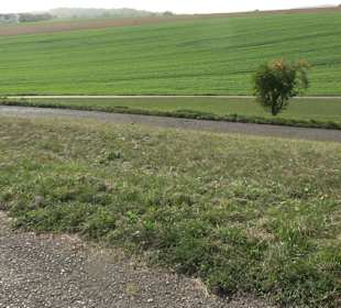 Wanderung zur Burgruine Liebenau