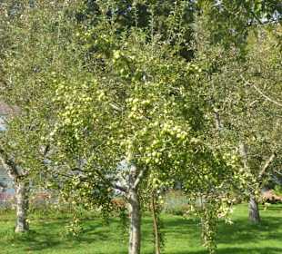 Hofgarten am Dachauer Schloss