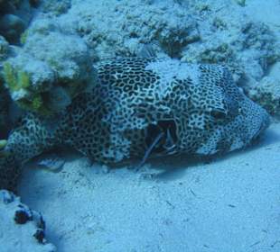 Pufferfisch