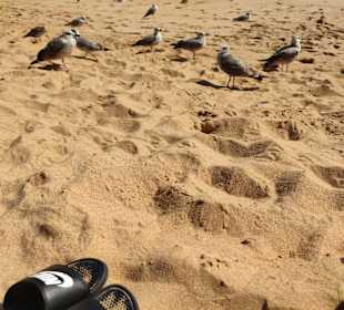 Praia de Nossa Senhora da Rocha