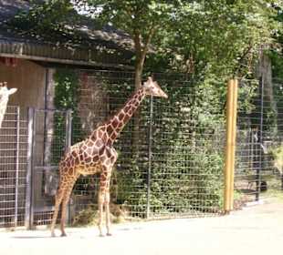 Giraffen