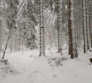 Wandern Mitterfirmiansreut