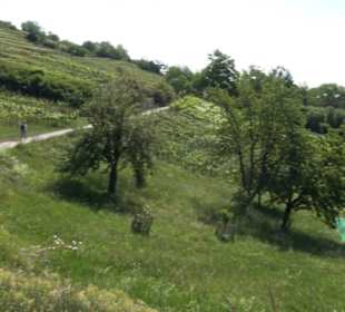 Früchtetrauf - Wurmlinger Kapellenwegle