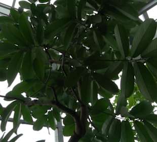 Tropicarium