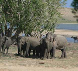 Elefantenherde im Nationalpark