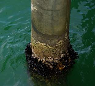 Die Stützen mit Muscheln