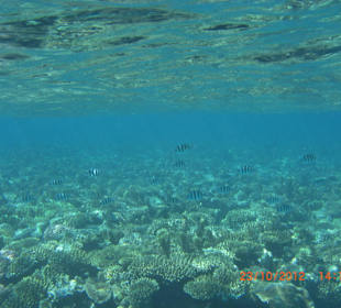 Подводный мир возле отеля