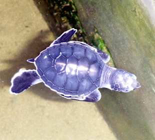 Schildkrötenbaby auf der Schildkrötenfarm