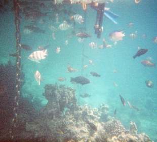 Sharks Bay