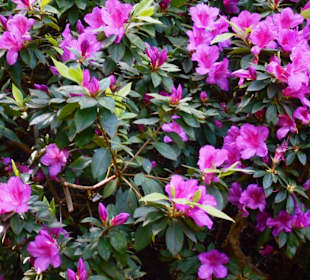 Monte Palace Tropical Garden