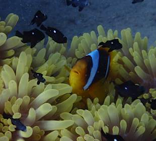 Schnorcheln Berenice