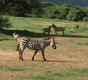Zebra in Serengethi