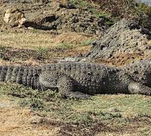 Grosses Krokodil im Yala Nationalpark