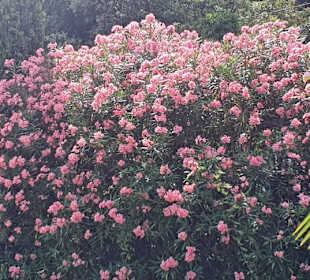 Blumenmeer Strandpromenade