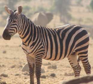 Zebra in Salt Lick Lodge