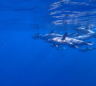 Delfin Tour Marsa Alam
