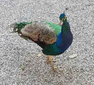 Pfau