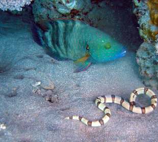 Schlangenaal und Barsch