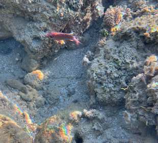 Schnorcheln Hurghada