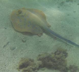 Der hat die Ruhe weg