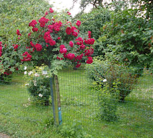 Rosarium Gruber bei Eferding