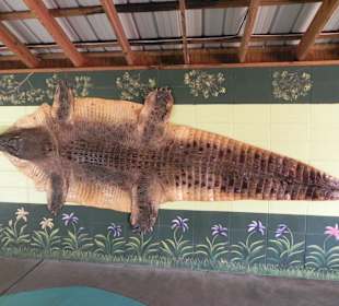 Haut eines Alligators