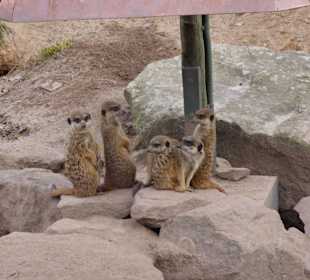 Auch die Erdmännchen schauen zu